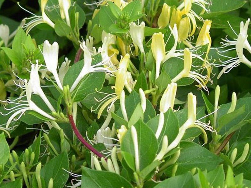 LONICERA CAPRIFOGLIO JAPONICA HALLIANA VASO 17CM