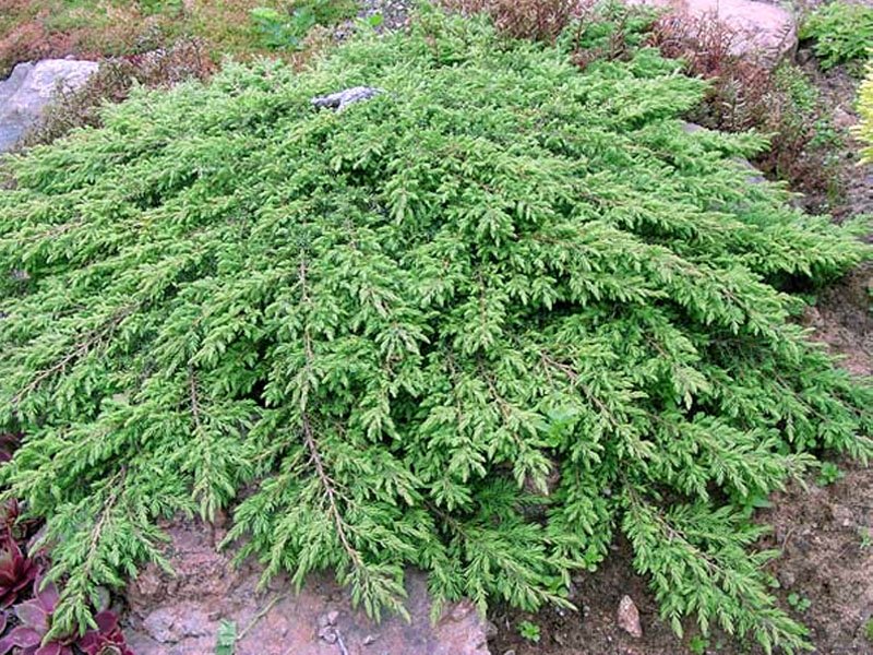 JUNIPERUS COMMUNIS GREEN CARPET VASO 19CM