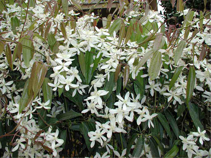 CLEMATIDE ARMANDII VASO 16CM