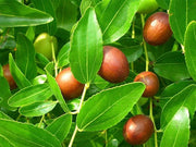 GIUGGIOLO (1 PIANTA)