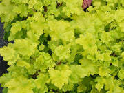 HEUCHERA LIME MARMALADE VASO 12CM