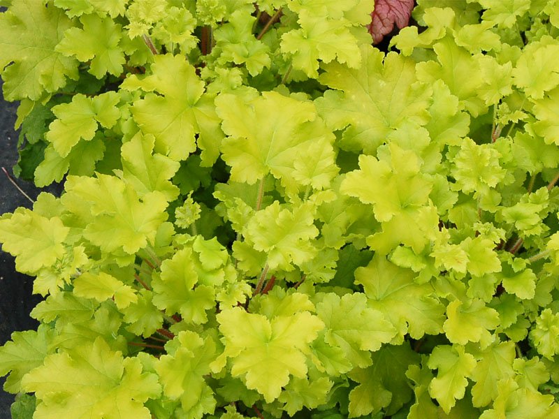 HEUCHERA LIME MARMALADE VASO 12CM