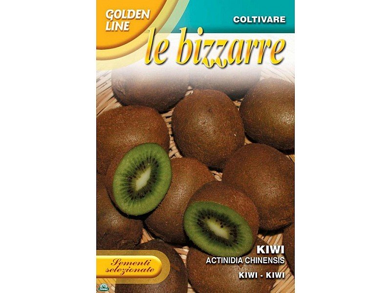 BUSTINA CON SEMI DI KIWI ACTINIDIA CHINENSIS