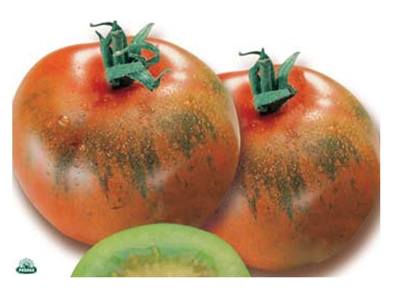 3 PIANTE IN VASO Ø10CM DI POMODORO REGINELLA SARDO