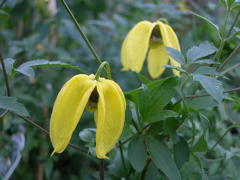 CLEMATIS TIBETANA  TANGUSTICA BIL VASO 16CM