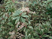 PIERIS JAPONICA LITTLE HEATH VASO 19CM