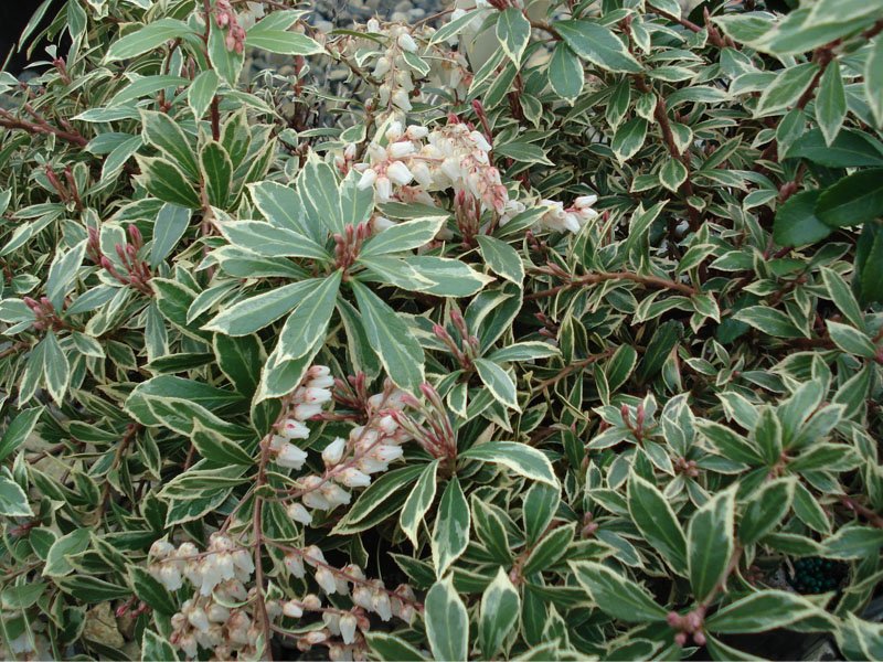 PIERIS JAPONICA LITTLE HEATH VASO 19CM