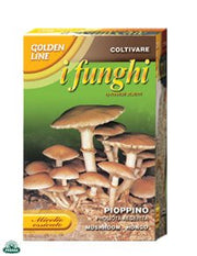 MICELIO ESSICATO DI FUNGO PIOPPINO CONFEZIONE DA 100GR.