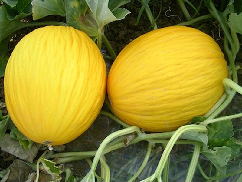 3 PIANTE IN VASO Ø10CM DI MELONE GIALLO