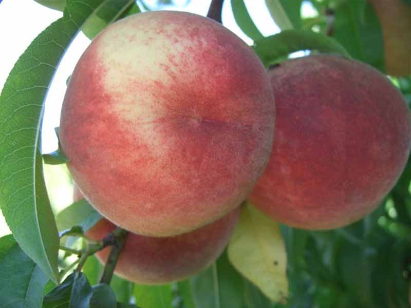 PESCO MARIA BIANCA (1 PIANTA)