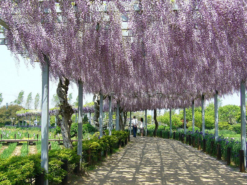 GLICINE WISTERIA FLORIBUNDA NAGA NODA VASO 15CM