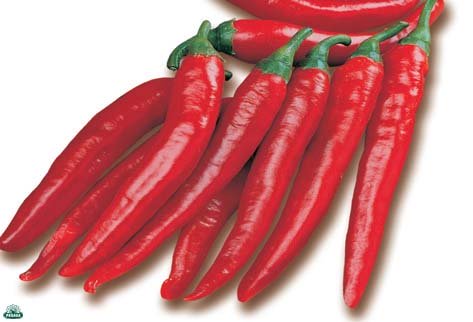 3 PIANTE IN VASO Ø10CM DI PEPERONCINO CORTO CAYENNA RED DEVIL