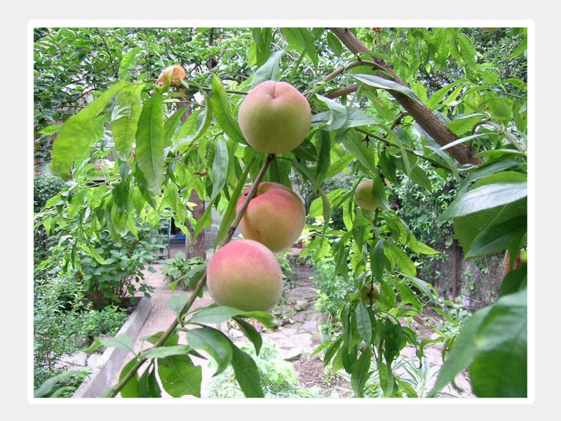 PESCO VIGNA BIANCA (1 PIANTA)