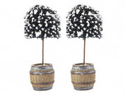 2 BOSSI INNEVATI IN BOTTE - BUSH IN BARREL