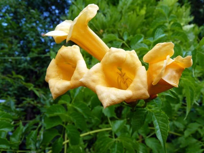 BIGNONIA RADICANS FLAVA CAMPSIS VASO 16CM