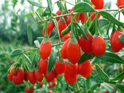 GOJI ORIGINAL TIBETANO (1 PIANTA)