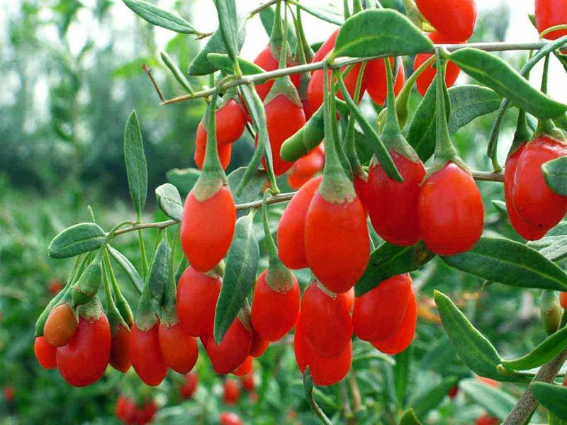 GOJI ORIGINAL TIBETANO (1 PIANTA)