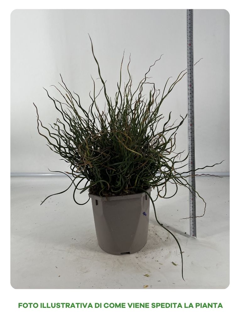 JUNCUS SPIRALIS IN VASO 16CM