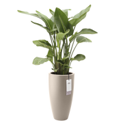 Vaso Rotondo Alto D 39 x H 70 cm Beige ELHO