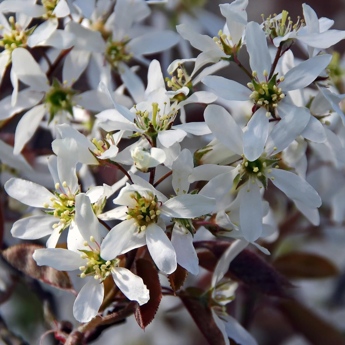 AMELANCHIER LAMARCKII PERO CORVINO IN VASO 18CM