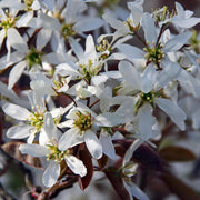 AMELANCHIER LAMARCKII PERO CORVINO IN VASO 18CM