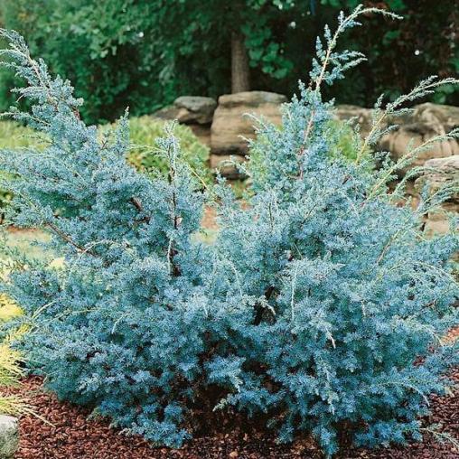 JUNIPERUS GINEPRO CHINENSIS BLUE ALPS IN VASO 23CM