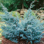 JUNIPERUS GINEPRO CHINENSIS BLUE ALPS IN VASO 21CM