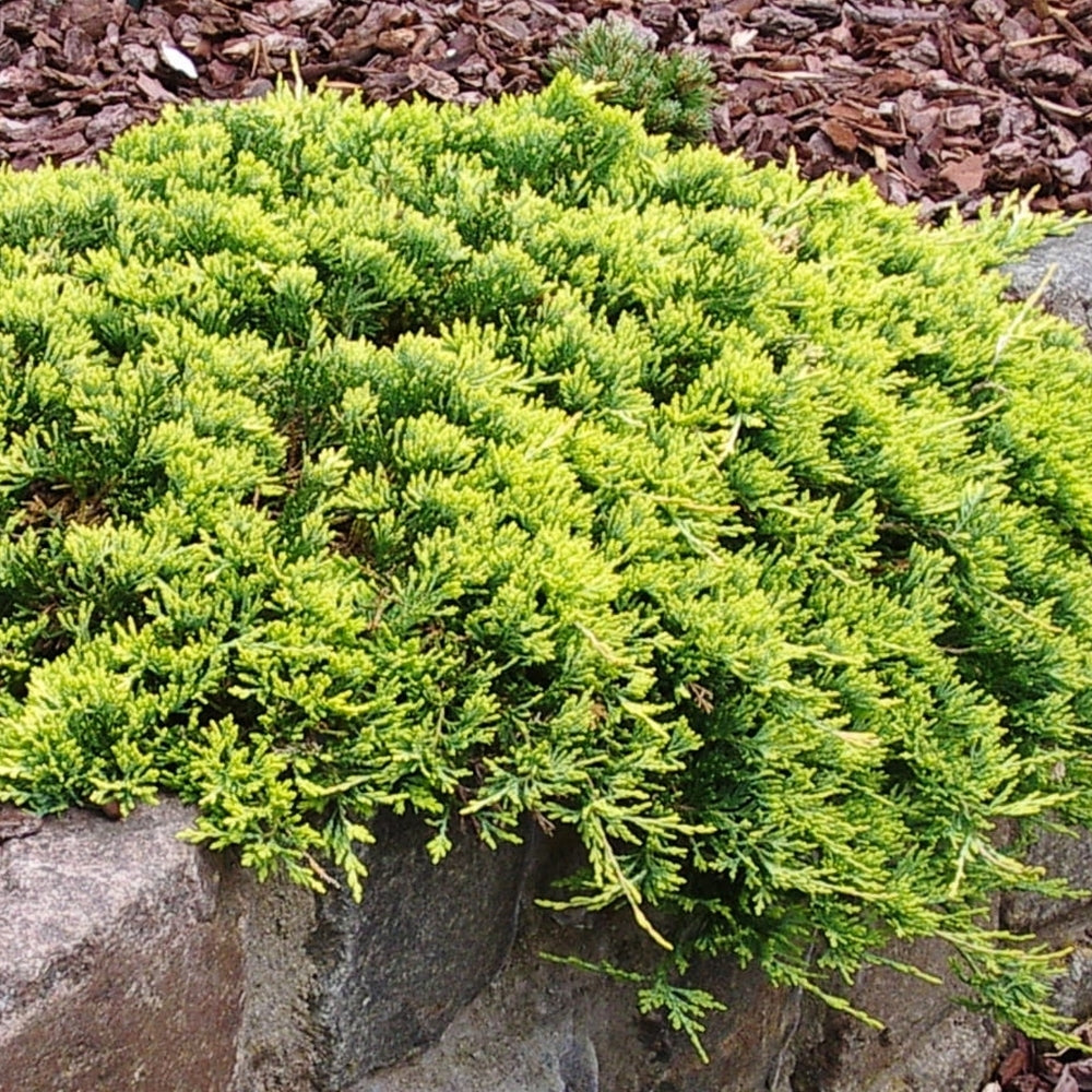 JUNIPERUS GOLDEN CARPET VASO 17CM