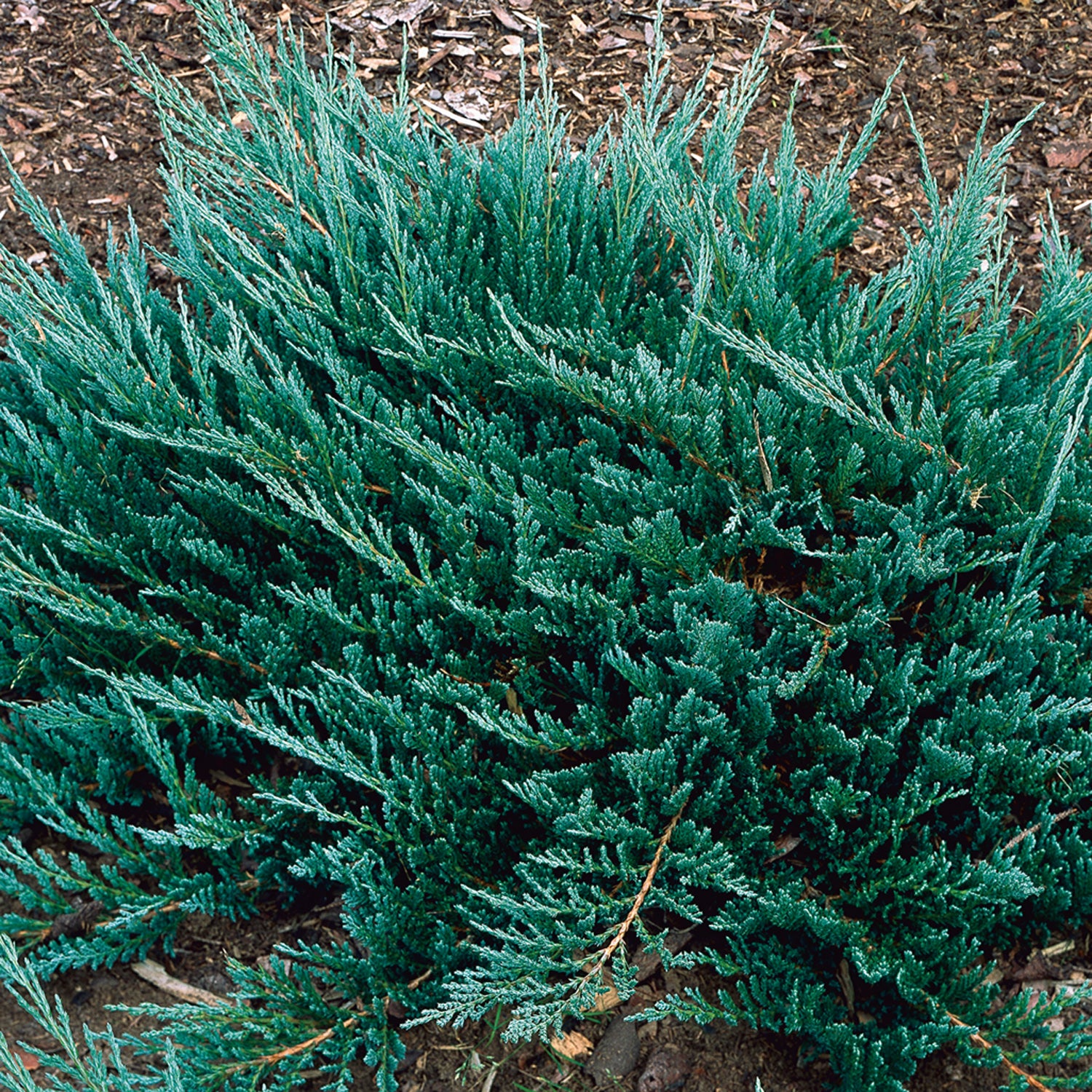 JUNIPERUS GINEPRO BLUE CHIP IN VASO 18CM