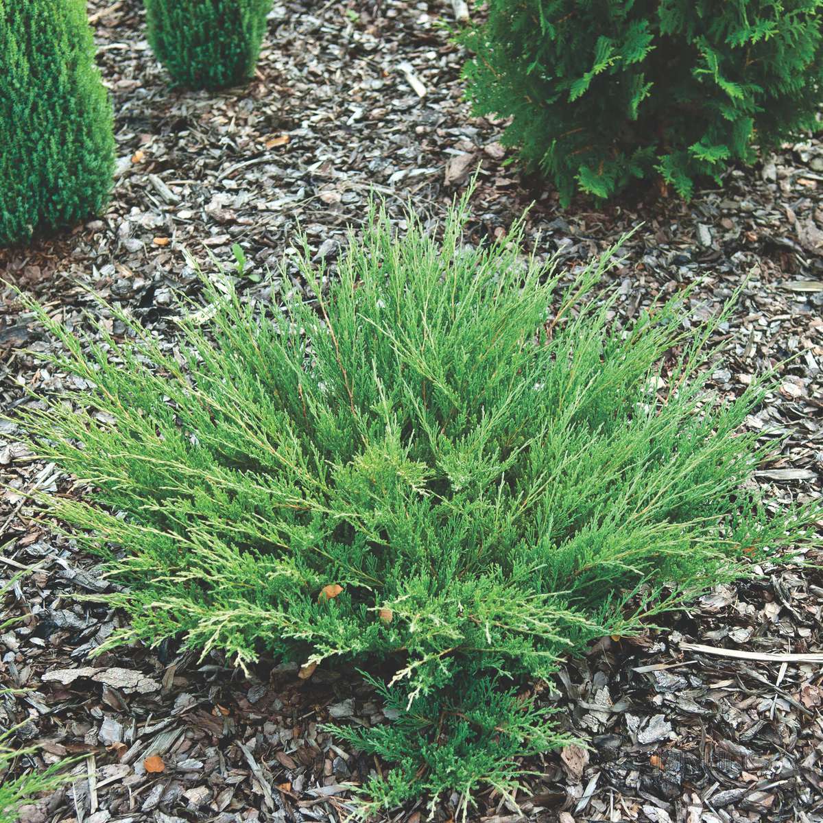 JUNIPERUS GINEPRO ANDORRA COMPACTA IN VASO 17CM