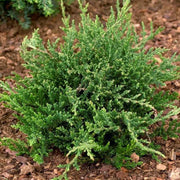 JUNIPERUS HORIZONTALIS "PRINCE OF WALES" IN VASO 18CM