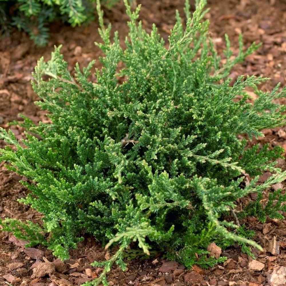JUNIPERUS HORIZONTALIS "PRINCE OF WALES" IN VASO 18CM