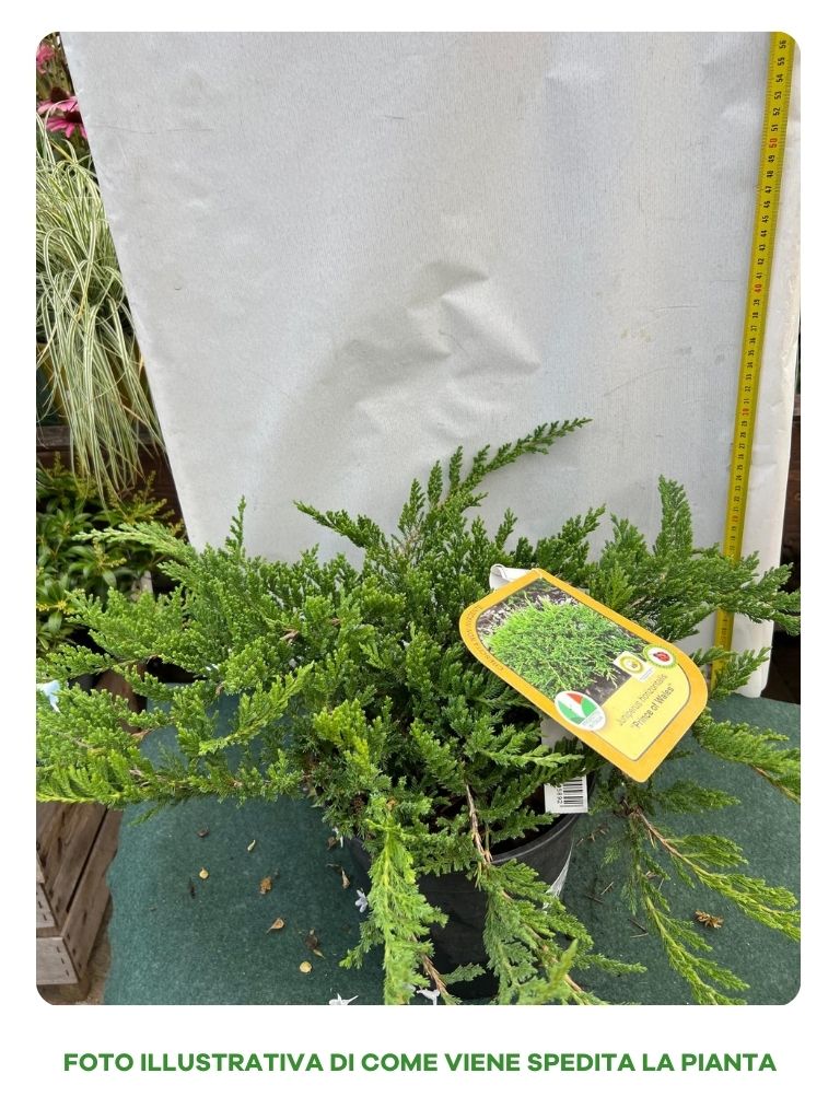 JUNIPERUS HORIZONTALIS "PRINCE OF WALES" IN VASO 18CM