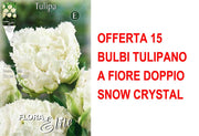 OFFERTA 15 BULBI TULIPANO A FIORE DOPPIO SNOW CRYSTAL