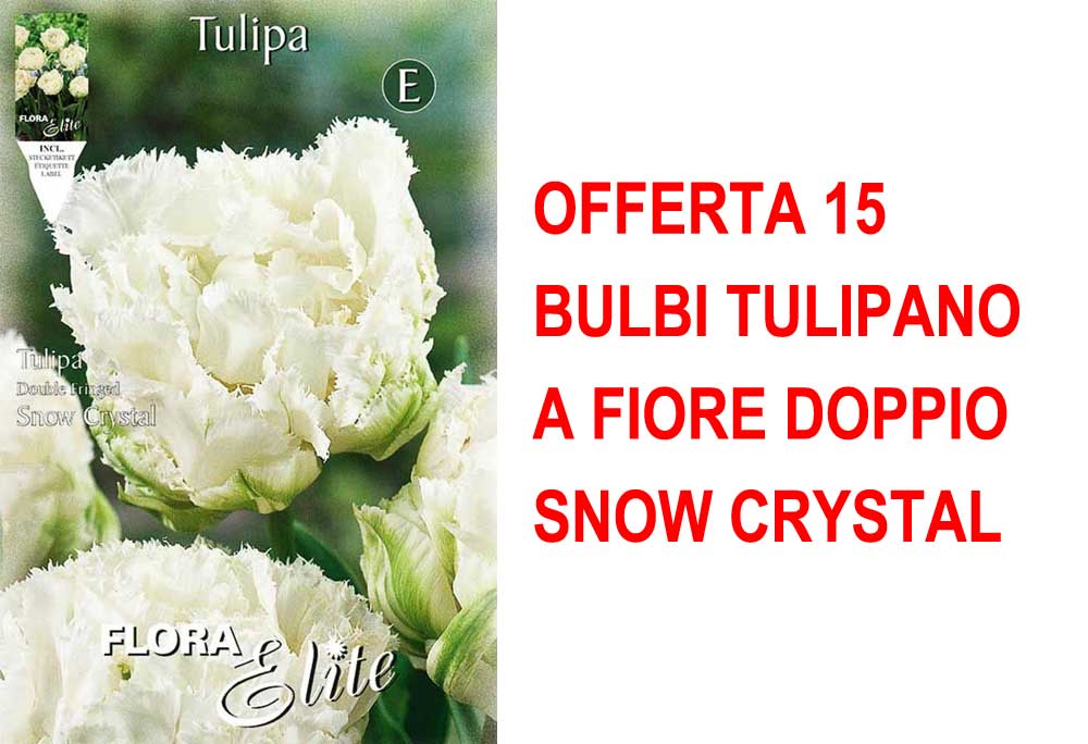 OFFERTA 15 BULBI TULIPANO A FIORE DOPPIO SNOW CRYSTAL