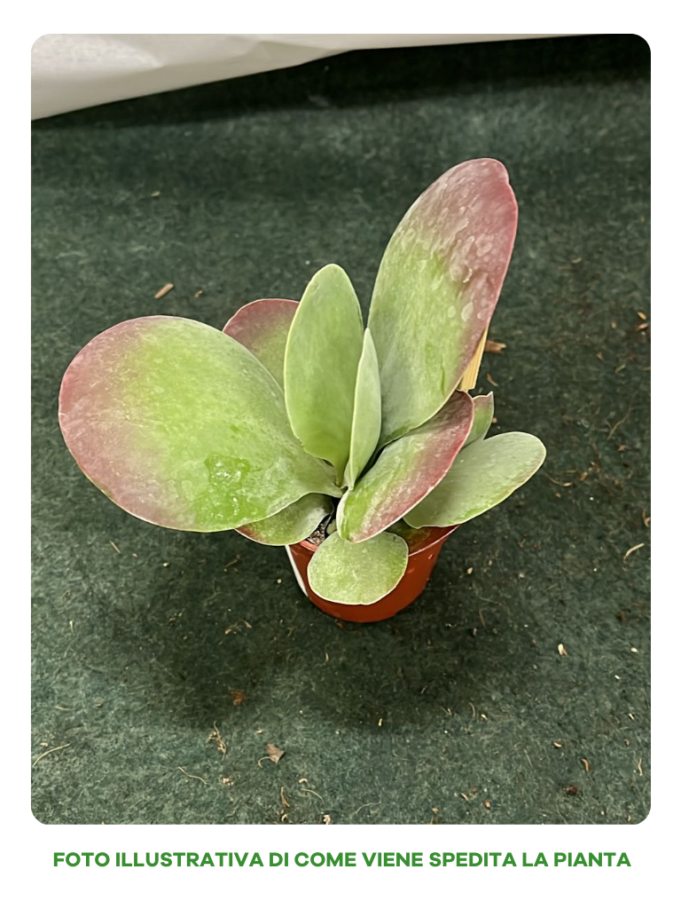 KALANCHOE THYRSIFLORA IN VASO 11CM