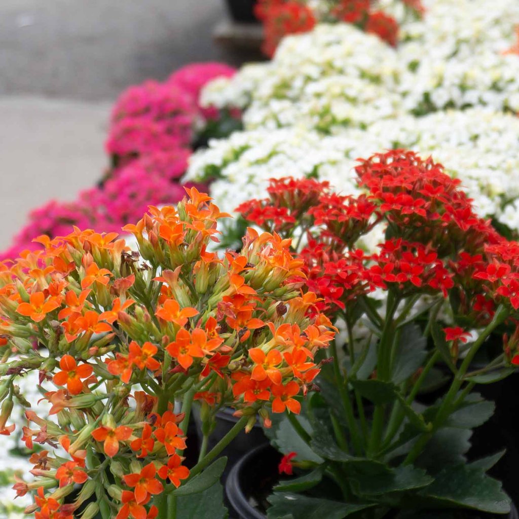 KALANCHOE COLORE ASSORTITO IN VASO 12CM