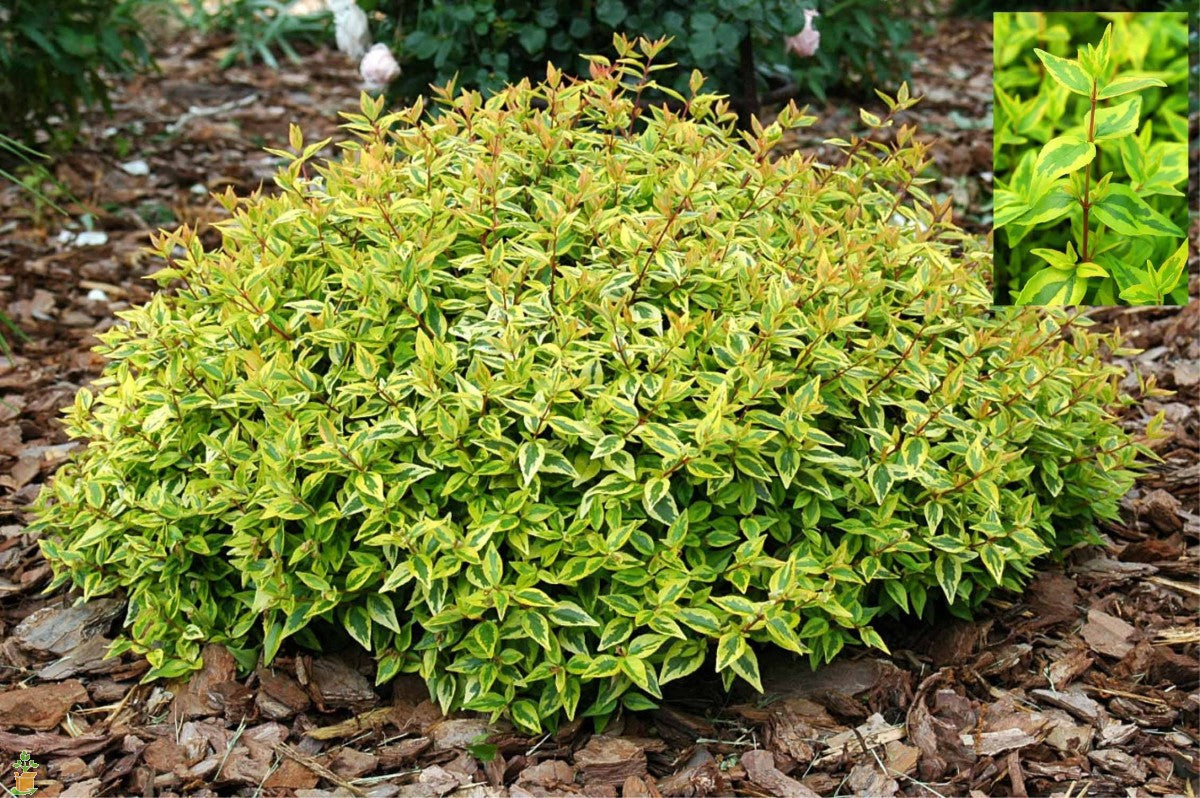 ABELIA GRANDIFLORA  KALEIDOSCOPE VASO 17CM