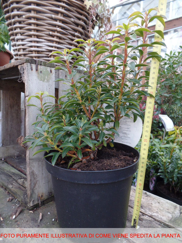 KALMIA LATIFOLIA ELF IN VASO 21CM