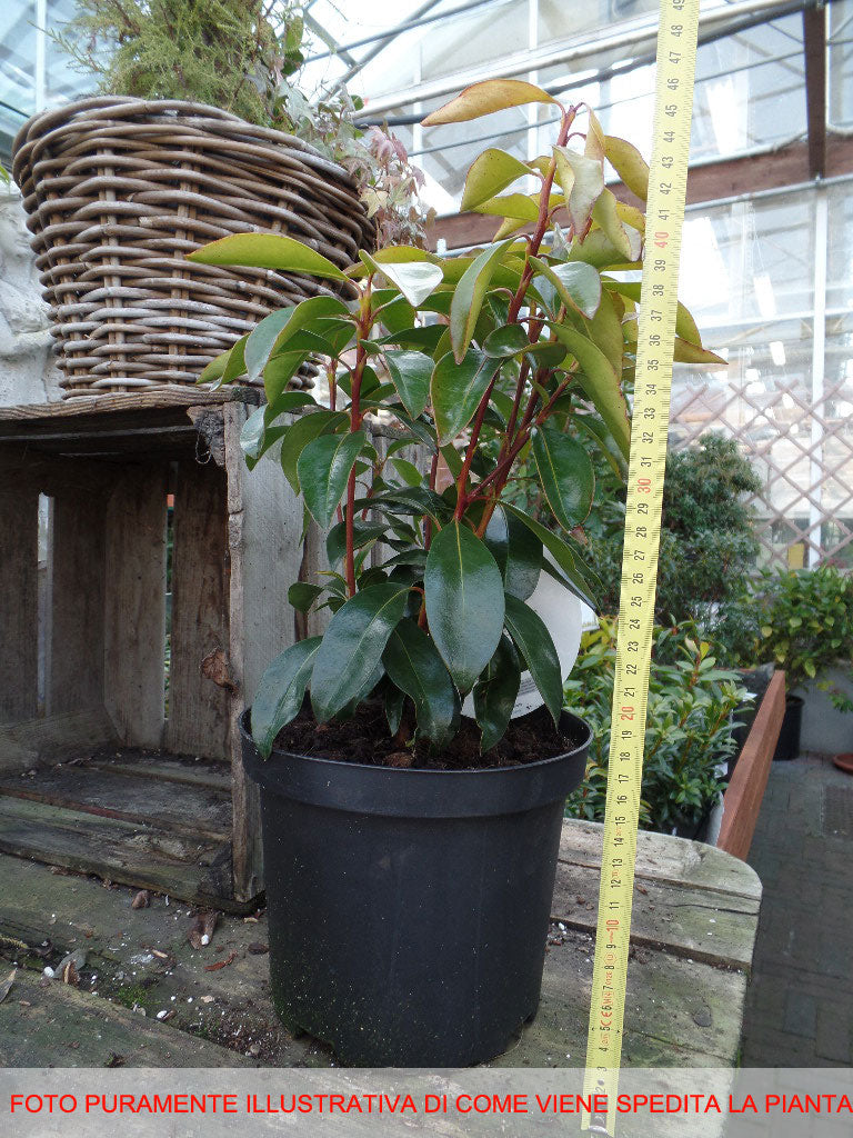 KALMIA LATIFOLIA GINKONA IN VASO 21CM