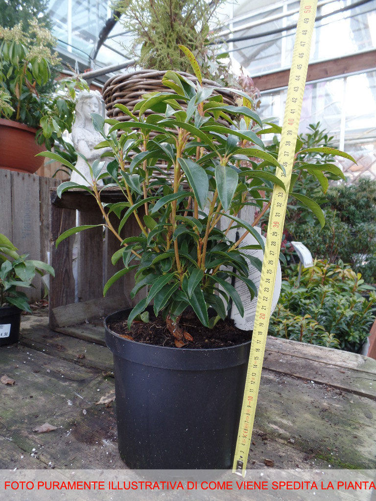 KALMIA LATIFOLIA KALEIDOSCOPE IN VASO 21CM