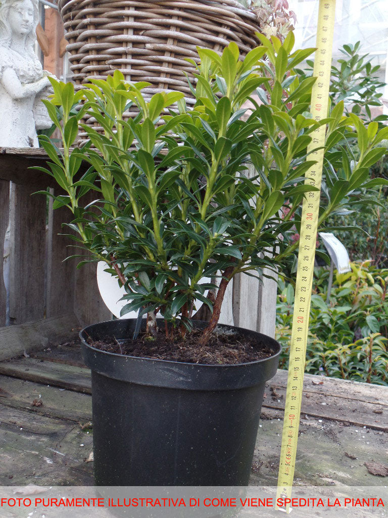KALMIA LATIFOLIA MINUET VASO 21CM