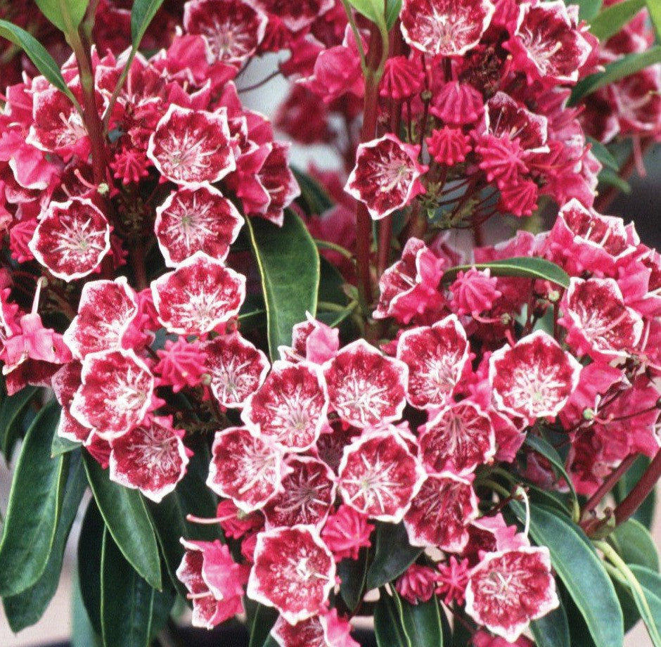 KALMIA LATIFOLIA KALEIDOSCOPE IN VASO 21CM
