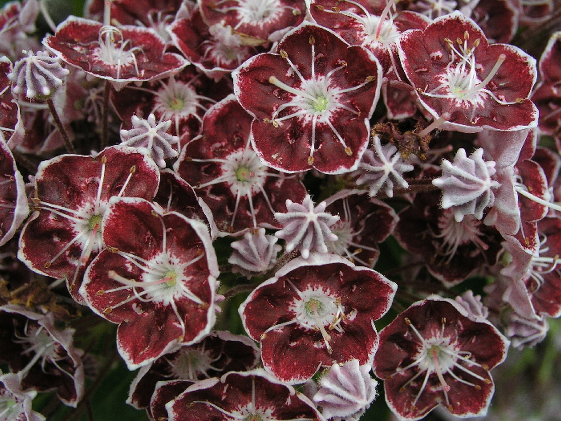 KALMIA LATIFOLIA TAD IN VASO 19CM