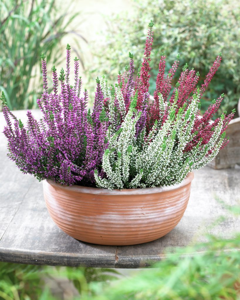 OFFERTA 3 PIANTE DI CALLUNA ERICA COLORI ASSORTITI VASO 12CM