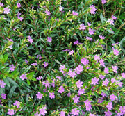 CUPHEA HYSSOPIFOLIA VASO 10.5CM