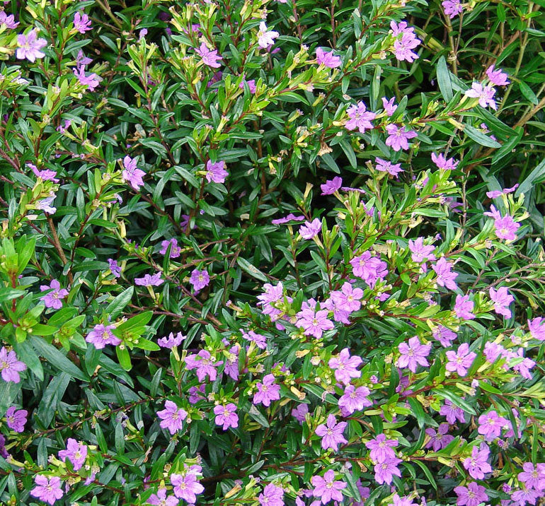 CUPHEA HYSSOPIFOLIA VASO 10.5CM