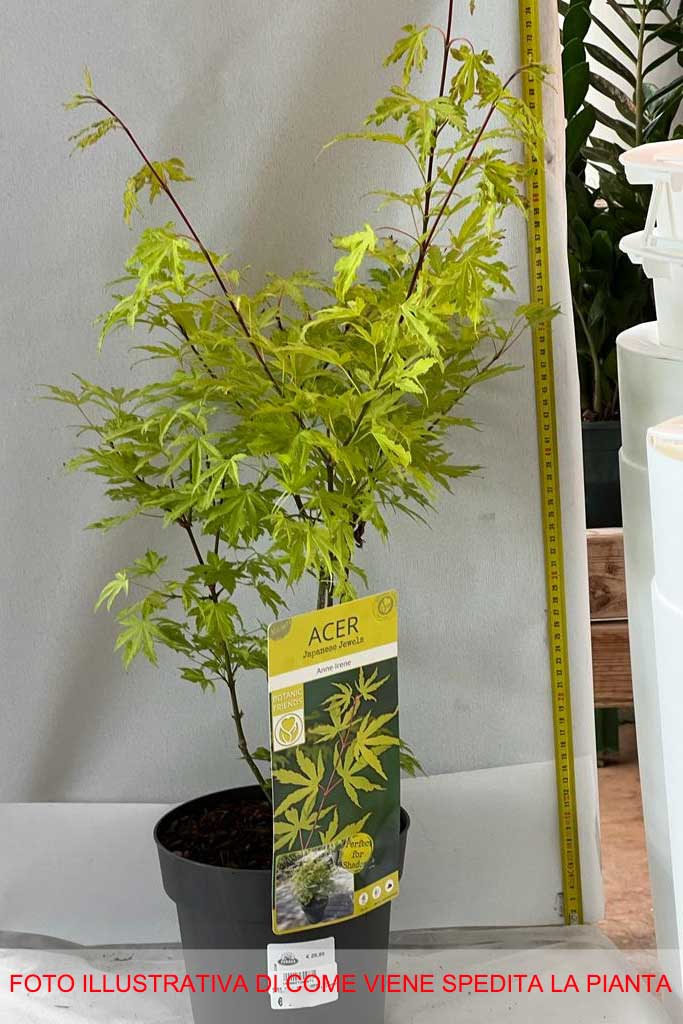 ACERO PALMATUM ANNA IRENE IN VASO 19CM