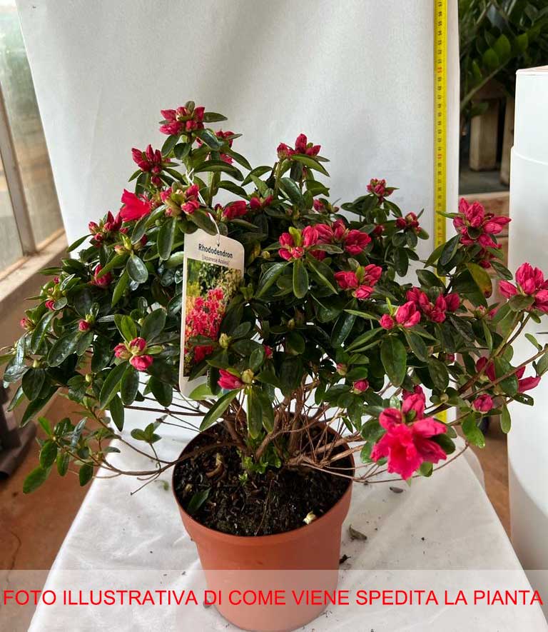 AZALEA JAPONICA RUSTICA ROSA SCURO VASO 18CM