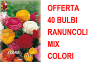 OFFERTA 40 BULBI RANUNCULUS ASIATIC MIXED